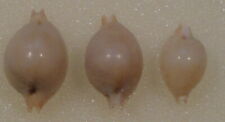 Cypraea Margarita 3 Shells 15mm Guadal Canal + 17 + 19mm Sulu Philippines picture