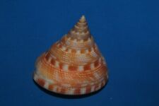 Tonyshells Seashells Perotrochus Vicdani PLEUROTOMARIA 47mm F+++ Ultra Red Color picture