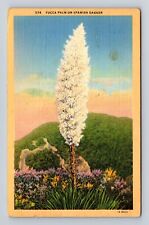 CA-California, Yucca Palm or Spanish Dagger, Antique Vintage c1940 Postcard picture