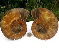 Large Ammonite Fossil Pair Madagascar Past Lives Memory 770g 15.45x11x1.7cm picture