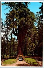 The Chandelier Drive-Thru Tree - Drive Thru Tree Park - Leggett, California picture