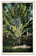 Postcard - Traveler's Palm Florida FL picture