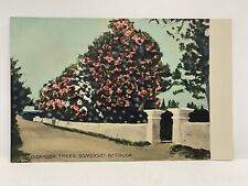 Oleander Trees Somerset Bermuda. Postcard. picture
