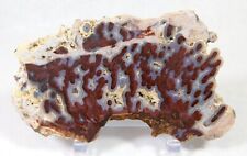 AWESOME BOLDLY PATTERNED RARE PAUL BUNYON TUBE AGATE SLAB MUST SEE picture