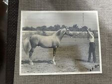 Vintage Arabian Race Horse w/ Trainer Photograph  8” X 10” picture