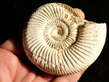 Larger 100% Natural Cretaceous Era White Ribbed AMMONITE Fossil 137gr picture