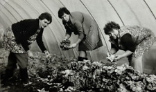 Three Women Bent Over Picking Lettuce In Greenhouse B&W Photograph 3.25 x 5.25 picture