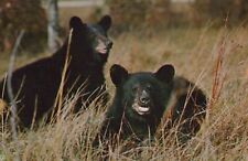 Cute Black Bears Sitting In Brush Sticking Tongue Out Vintage Chrome Post Card picture