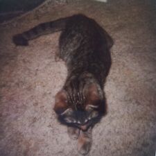 Vintage Polaroid Photo Adorable Cat Kitten On Carpet Cute Pet Found Art Snapshot picture