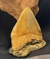 MEGALODON Fossil Giant Shark Teeth All Natural Large 5.3” Dinosaur Tooth OBO picture