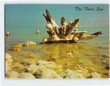 Postcard Salt crystals and skeletons of trees The Dead Sea picture