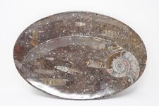 Vintage Hand Carved Fossil Spiral Serving Plate Ammonite and Orthoceras 11
