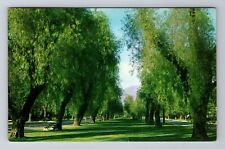 Ontario CA-California, Pepper Trees, Euclid Ave Looking North, Vintage Postcard picture
