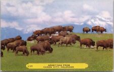 Vinage1950s CANON CITY Colorado Greetings Postcard Buffalo Herd Scene / Rembrant picture