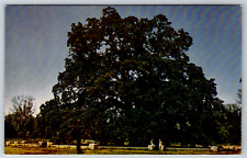 c1960s Hooker Oak Chico California Bidwell Park Kodachrome Reproduction Chrome picture