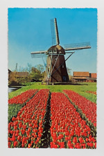 Land of Flowers and Windmills Netherlands Postcard Posted 1964 picture