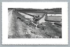 Farmers Harvesting Water Plants MADAGASCAR Vintage Agriculture Photo RPPC ~1950s picture