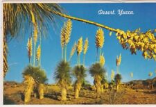 Desert Yucca picture
