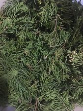 6 oz Fresh Cedar leaf picture