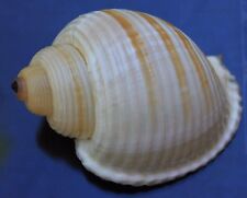 Tonna Sulcosa rare freak 88mm   Very unusual rare color pattern shell super  picture