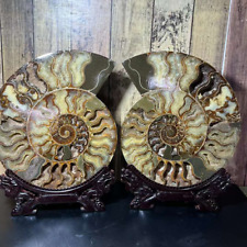 10.91lb top A Pair Natural ammonite fossil conch Crystal specimen healing+stand picture
