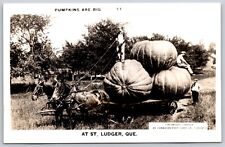 RPPC Pumpkins Are Big Exaggerated Vegetable Humor Horses St. Ludger QC Postcard picture