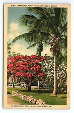 Beautiful Royal Poinciana Tree Bloom Coral Gables Country Club FL VTG Postcard picture