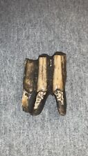 Top Quality Authentic Fossil Bison Molar Tooth Real Extinct Ice Age Buffalo Bone picture