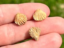 Arizona Fossil Brachiopods LOT Hustedia hessensis Permian Age Kaibab Formation picture