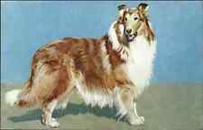 Animal Cruelty Anti-Vivisection Society Dog Series Postcard ROUGH COLLIE picture