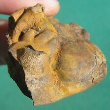 Huge Super Rare Trilobite Fossil Wolfartaspis cornutus Bolivia picture