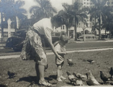 c.1940's Pigeon Feeding Avenue Cars Buildings Palm Trees Vintage Antique Photo picture
