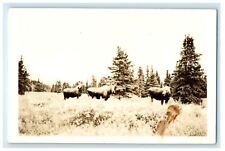 c1940's Moose Wild Animals Wild West RPPC Photo Postcard picture
