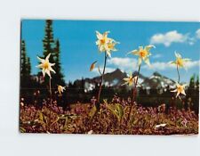 Postcard Avalanche Lily, Mt. Rainier National Park, Washington picture