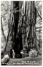 Zan M28 Among the Giants Muir Woods National Monument California RPPC Postcard? picture