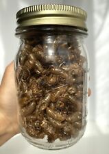 Cicada Shell Lot Periodical Brood Insect Specimen Husk Molt 160+ Pc. In Vtg. Jar picture