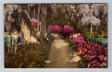 Charleston SC-South Carolina, Magnolia Gardens, Antique Vintage Postcard picture
