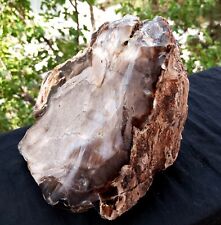 Mirror Polished Petrified Wood Uv Reactive Fluorescent Mineral Specimen picture