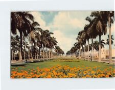 Postcard Stately Royal Palm trees along a typical Florida avenue Florida USA picture