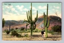Giant Cactus, Plants, Antique, Vintage Souvenir Postcard picture