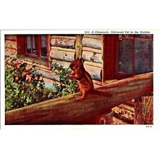 Vintage Colorado Postcard A Chipmunk on Fence - Universal Pet in the Rockies picture