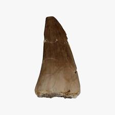 Fossil Mosasaur Tooth Display Specimen Fossil Dinosaur Teeth picture