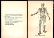 Human Body Anatomy Illustrations 1902 picture