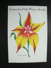 Railfans2 940) Postcard, Perth Western Australia, The Cowslip Orchid Wildflower picture