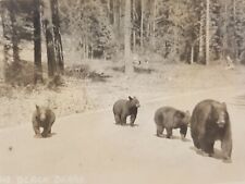 Vintage RPPC Canadian Pacific Railway Postcard Black Bear and Cubs Banff Canada picture