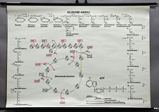 traditional wall chart poster, biology, glucose degradation, citric acid cycle picture