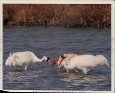 Press Photo Whooping Crane Mates with Young Bird in Water - hpa36545 picture