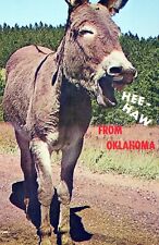 Hee-Haw From Oklahoma Donkey Greetings Vintage Chrome Post Card picture