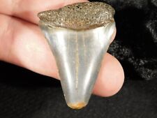 ANCESTRAL Great WHITE Shark Tooth Fossil 100% Natural 12.2gr picture