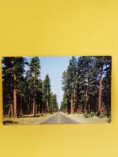 Cascade Range Oregon Ponderosa Pine Forests Road Scenic Postcard #269 picture